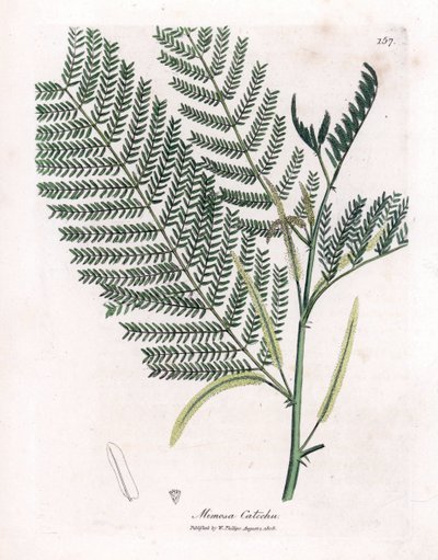 Acacia a cachou or cachoutier - Catechu, Acacia catechu by James Sowerby