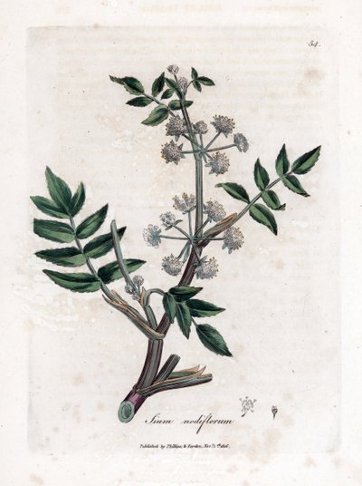 Creeping water parsnip, Sium nodiflorum by James Sowerby