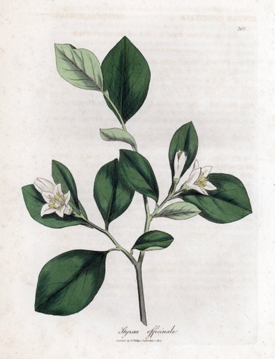 Aliboufier - Storax, Styrax officinalis by James Sowerby