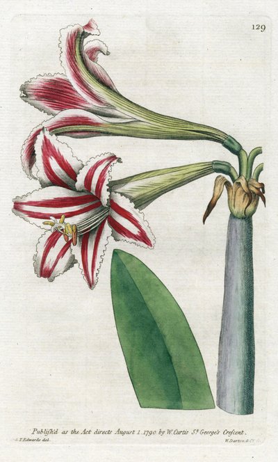 Amaryllis Variete, originally from South America by James Sowerby