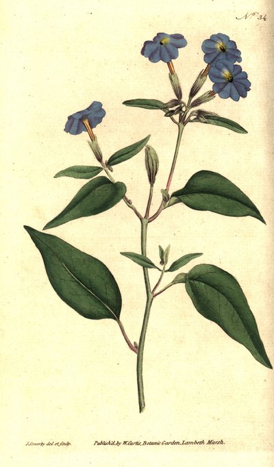 American browallie - Jamaican forget-me-not, amethyst flower, or bush violet (Handcoloured copperplate engraving and botanical illustration by James Sowerby from William Curtis