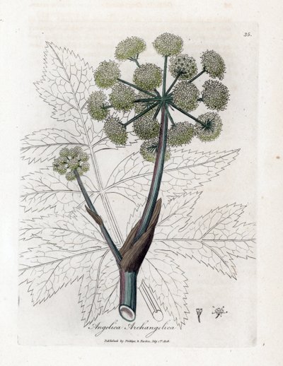 Angelique true or officinal or archangelique - Garden angelica, Angelica archangelica by James Sowerby