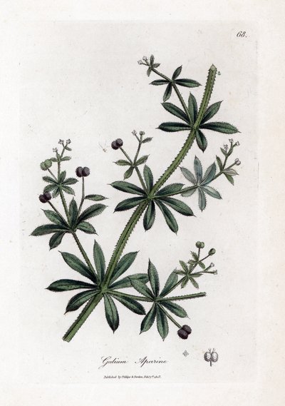 Anise sugar or scatteron - Cleavers or goose grass, Calium aparine by James Sowerby