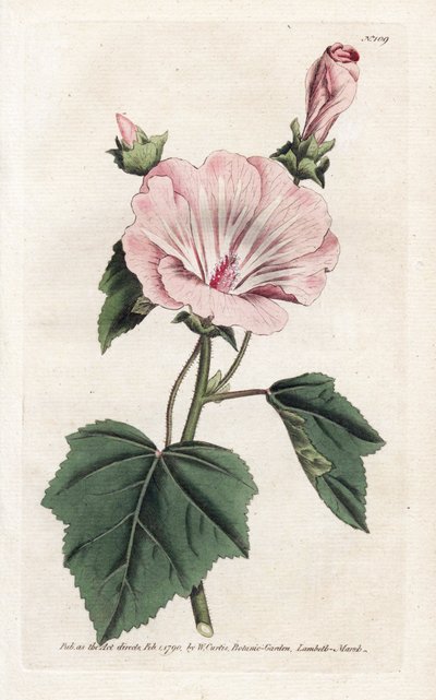 Annual Purple or Quarterly Lavater by James Sowerby