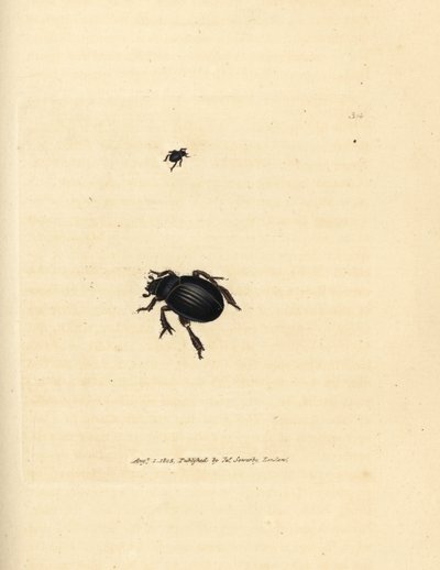 Aphodius arenarius beetle by James Sowerby