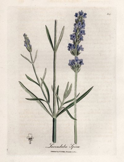 Apic Lavender by James Sowerby