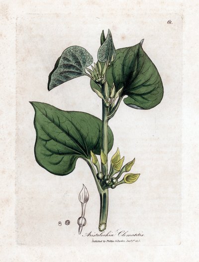 Aristoloche Clematite - Climbing Birthwort, Aristolochia Clematitis by James Sowerby
