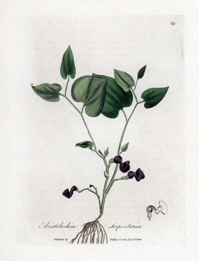 Aristoloche variete - Snake-root birthwort, Aristolochia serpentaria by James Sowerby