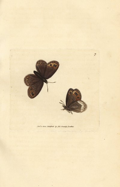 Arran Brown, Erebia ligea by James Sowerby