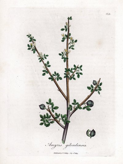 Balsam of Mecca or Balsam of Galaad - Balsam of Mecca, Commiphora Gileadensis. Handcoloured Copperplate Engraving from a Botanical Illustration by James Sowerby from William Woodville and Sir William Jackson Hooker