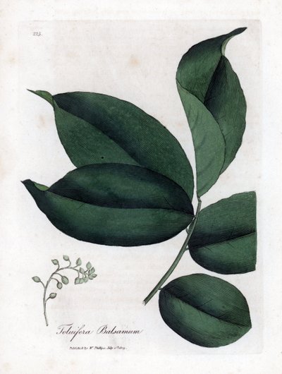 Balsam of Tolu Tree, Myroxylon Toluifera Balsamum. Handcoloured Copperplate Engraving from a Botanical Illustration by James Sowerby from William Woodville and Sir William Jackson Hooker