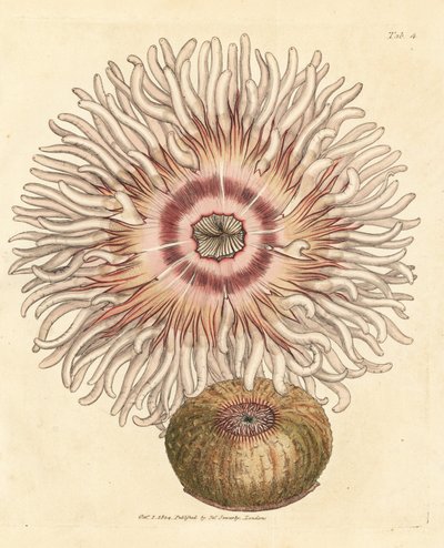 Beadlet anemone, Actinia equina by James Sowerby