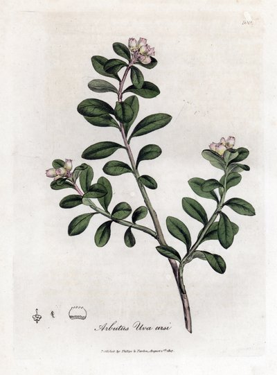 Bear Grape or Bearberry, Arctostaphylos uva-ursi by James Sowerby