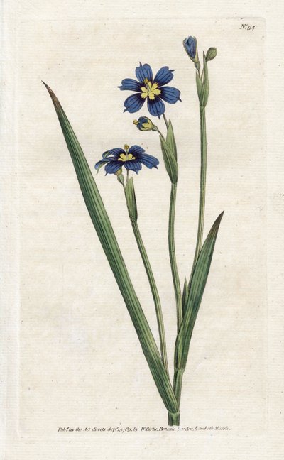 Bermudian with Narrow Leaves by James Sowerby