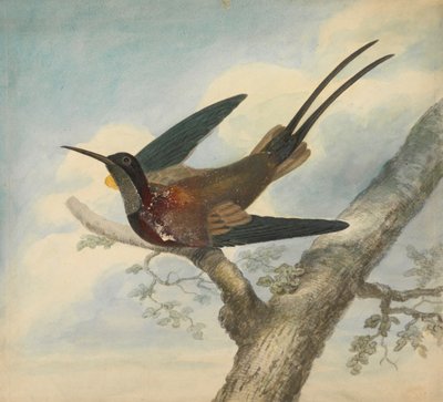 Bird of Paradise and Verso: Sketch of a Flower by James Sowerby