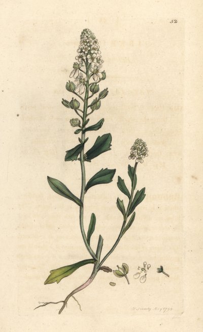 Bitter Candytuft by James Sowerby