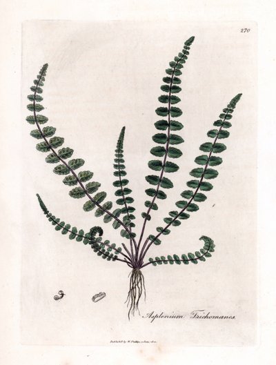 Common maidenhair fern, Asplenium trichomanes by James Sowerby