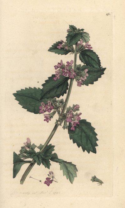 Black Horehound, Ballota nigra by James Sowerby