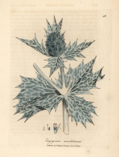 Blue flowered sea holly or eryngo, Eryngium maritinum by James Sowerby