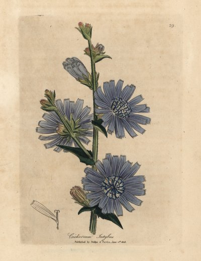 Blue flowered wild succory or chicory, Cichorium intybus by James Sowerby