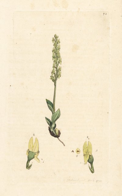 Bog Orchid, Hammarbya paludosa (Marsh Tway-blade, Malaxis paludosa). Handcoloured Copperplate Engraving after an Illustration by James Sowerby from James Smith