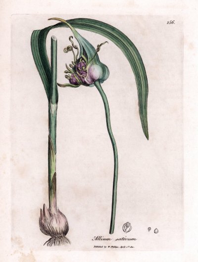 Botanical Board: Cultivating Garlic, Allium sativum by James Sowerby