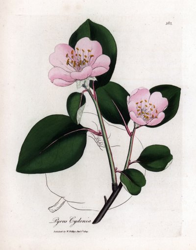 Botanical board: flowers and quince, fruit of Cognassier (Cydonia oblonga) - Pink flowered quince tree with outline of fruit, Pyrus cydonia by James Sowerby