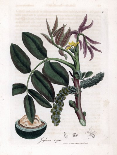 Botanical Board: Leaves, Plants and Walnut Fruit - Leaves, Yellow Flower and Nut of the Common Walnut Tree, Juglans Regia by James Sowerby