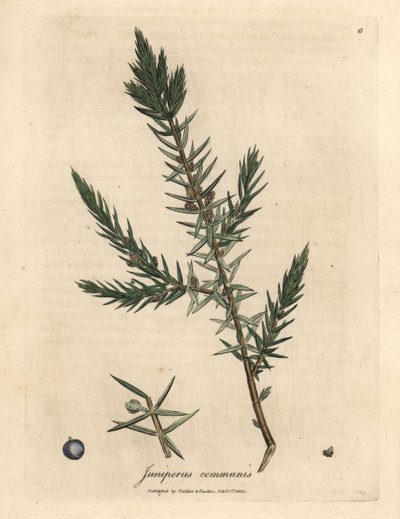 Branch and berries of common juniper, Juniperus communis by James Sowerby