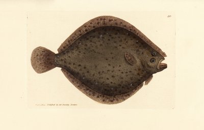 Brill or kite fish, Scophthalmus rhombus (Pleuronectes rhombus) by James Sowerby