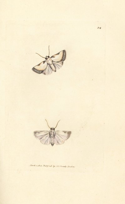 Brixton Beauty, Acontia nitidula (Phalaena catena) by James Sowerby