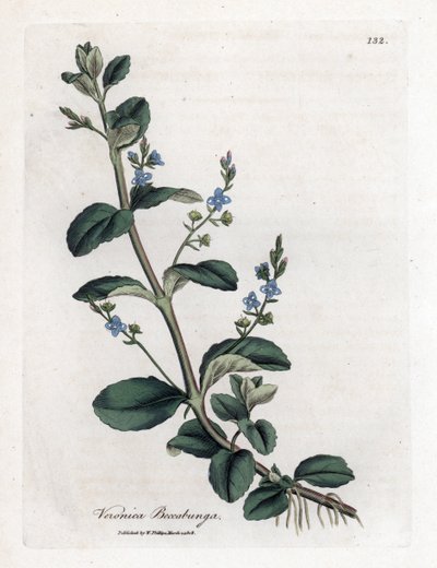 Brooklime speedwell, Veronica beccabunga by James Sowerby