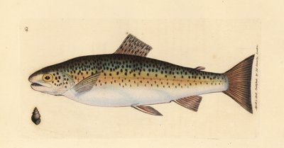Brown trout, Salmo trutta fario by James Sowerby
