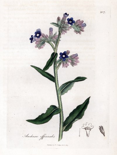 Bugloss Officinale - Bugloss, Anchusa Officinalis by James Sowerby