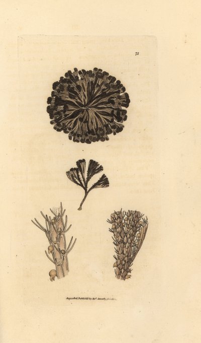 Bugulina avicularia by James Sowerby