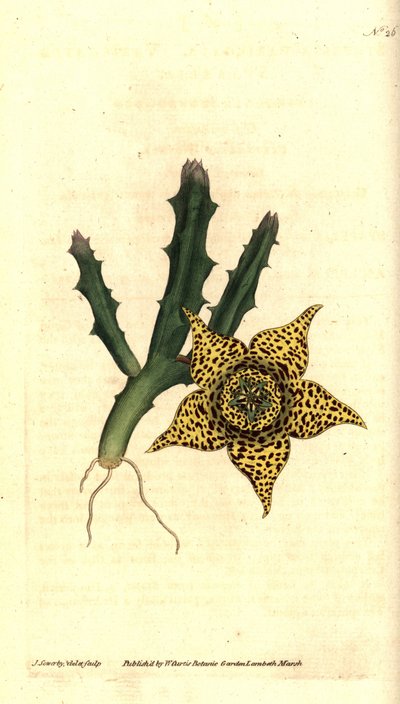 Cactus starch - Orbea variegata (Variegated stapelia, Stapelia variegata) by James Sowerby