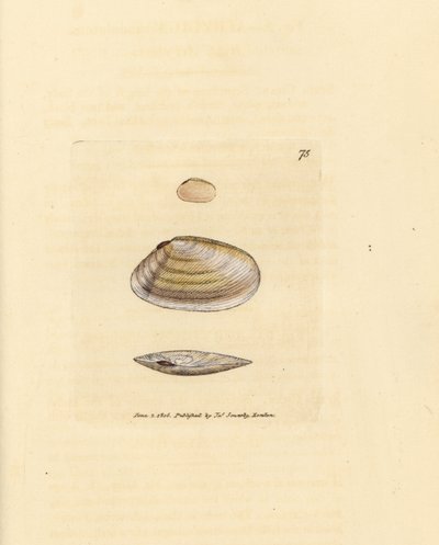 Candystick tellina shell, Tellina similis by James Sowerby