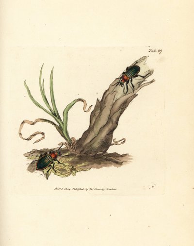 Carabus nitens beetle by James Sowerby