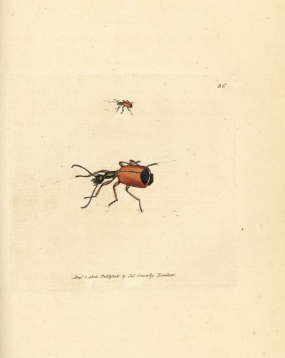 Carabus rotundicollis beetle by James Sowerby