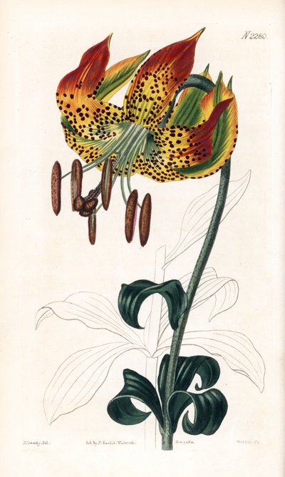 Carolina lily - Carolina lily, Lilium michauxii by James Sowerby
