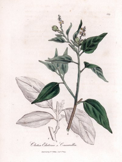 Cascarilla, Croton eluteria by James Sowerby