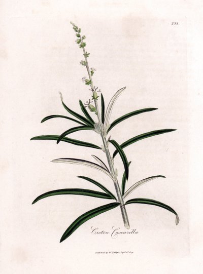 Cascarille officinale or soft wood or faux quinquina - Cascarilla, Croton eluteria by James Sowerby