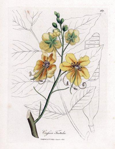 Cassia, False Sene, Fake Carob Tree, Golden Shower or Canefier - Golden Shower Tree, Cassia fistula. Handcoloured Copperplate Engraving from a Botanical Illustration by James Sowerby from William Woodville and Sir William Jackson Hooker