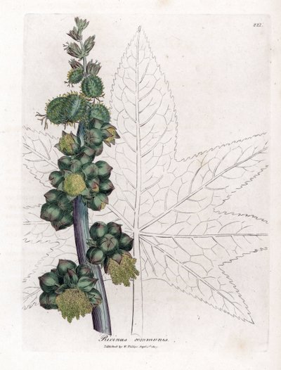 Castor - Castor Oil Plant, Ricinus Communis by James Sowerby