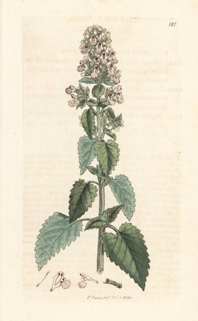 Catnip, Nepeta cataria (Handcoloured copperplate engraving) by James Sowerby