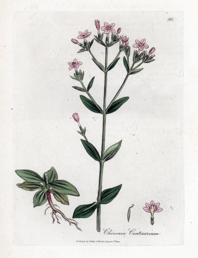 Centauree Chironia - Centaury, Chironia centaurium by James Sowerby