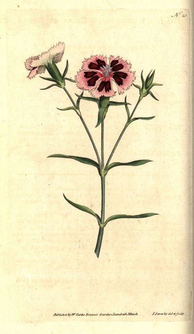 China carnation or China pink, Dianthus chinensis by James Sowerby
