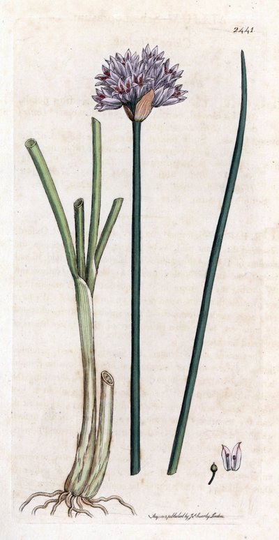 Chives, Allium schoenoprasum (Handcoloured copperplate engraving) by James Sowerby