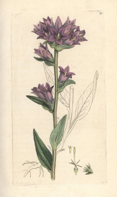 Clustered bellflower, Campanula glomerata by James Sowerby