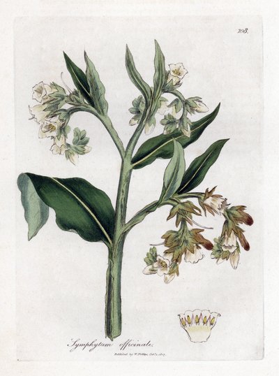 Comfrey, Symphytum officinale (Handcoloured copperplate engraving) by James Sowerby